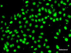 Immunofluorescence analysis of A549 cells using MEPCE Polyclonal Antibody