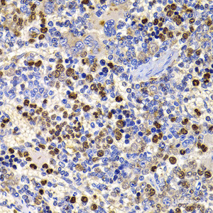 Immunohistochemistry of paraffin-embedded Rat spleen using UBASH3B Polyclonal Antibody at dilution of 1:100 (40x lens) .