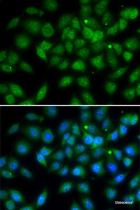 Immunofluorescence analysis of A549 cells using LELP1 Polyclonal Antibody