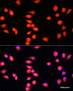 Immunofluorescence analysis of L929 cells using COMMD1 Polyclonal Antibody at dilution of 1:100. Blue: DAPI for nuclear staining.