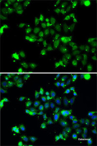 Immunofluorescence analysis of A-549 cells using U2AF1L4 Polyclonal Antibody