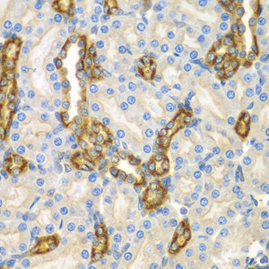 Immunohistochemistry of paraffin-embedded Mouse kidney using CNPY3 Polyclonal Antibody at dilution of 1:100 (40x lens) .