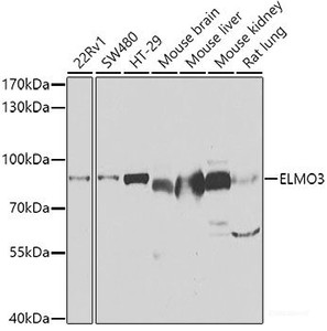 Western blot analysis of extracts of various cell lines using ELMO3 Polyclonal Antibody at dilution of 1:1000.