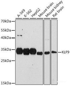 Western blot analysis of extracts of various cell lines using KLF9 Polyclonal Antibody at dilution of 1:1000.