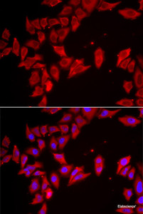 Immunofluorescence analysis of HeLa cells using SLC35A2 Polyclonal Antibody