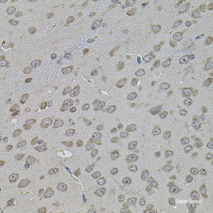 Immunohistochemistry of paraffin-embedded Mouse brain using ATF4 Polyclonal Antibody