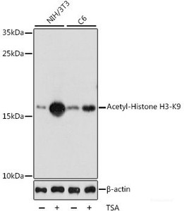 Western blot analysis of extracts of various cell lines using Acetyl-Histone H3-K9 Polyclonal Antibody at dilution of 1:1000. Both NIH/3T3 cells and C6 cells were treated by TSA (1 uM) at 37°C for 18 hours.