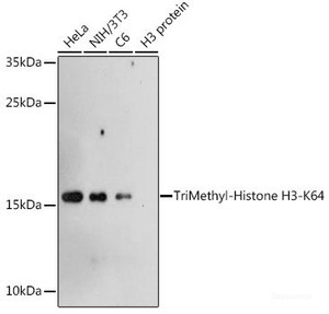 Western blot analysis of extracts of various cell lines using TriMethyl-Histone H3-K64 Polyclonal Antibody at dilution of 1:1000.