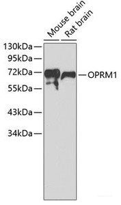 Western blot analysis of extracts of various cell lines using OPRM1 Polyclonal Antibody.