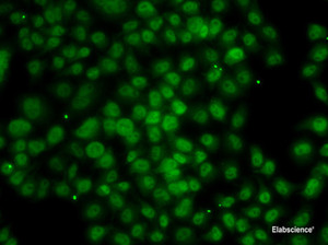 Immunofluorescence analysis of MCF-7 cells using ATMIN Polyclonal Antibody