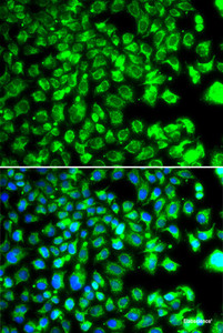 Immunofluorescence analysis of MCF-7 cells using C10orf32 Polyclonal Antibody