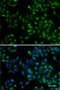 Immunofluorescence analysis of A-549 cells using DUSP22 Polyclonal Antibody