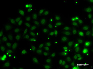 Immunofluorescence analysis of MCF-7 cells using NGFRAP1 Polyclonal Antibody