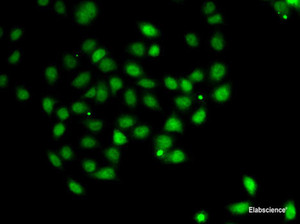 Immunofluorescence analysis of A-549 cells using PDCD5 Polyclonal Antibody