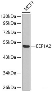 Western blot analysis of extracts of MCF-7 cells using EEF1A2 Polyclonal Antibody.