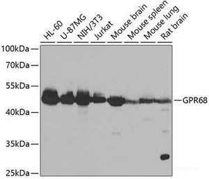 Western blot analysis of extracts of various cell lines using GPR68 Polyclonal Antibody at dilution of 1:1000.