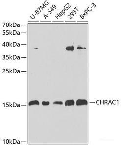 Western blot analysis of extracts of various cell lines using CHRAC1 Polyclonal Antibody at dilution of 1:1000.