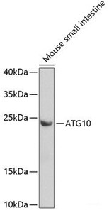 Western blot analysis of extracts of Mouse small intestine using ATG10 Polyclonal Antibody at dilution of 1:1000.