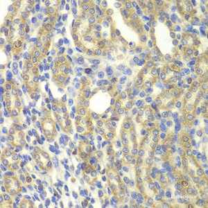 Immunohistochemistry of paraffin-embedded Rat kidney using KBTBD7 Polyclonal Antibody at dilution of 1:100 (40x lens) .