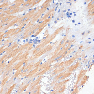 Immunohistochemistry of paraffin-embedded Rat heart using PDCD2L Polyclonal Antibody at dilution of 1:100 (40x lens) .