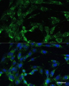 Immunofluorescence analysis of NIH-3T3 cells using BCAT2 Polyclonal Antibody at dilution of 1:100. Blue: DAPI for nuclear staining.