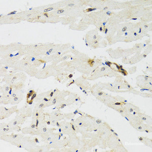 Immunohistochemistry of paraffin-embedded Rat heart using THAP1 Polyclonal Antibody at dilution of 1:100 (40x lens) .