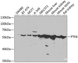 Western blot analysis of extracts of various cell lines using PTK6 Polyclonal Antibody at dilution of 1:1000.