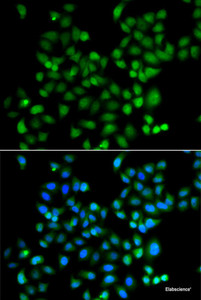Immunofluorescence analysis of A549 cells using ZSCAN26 Polyclonal Antibody