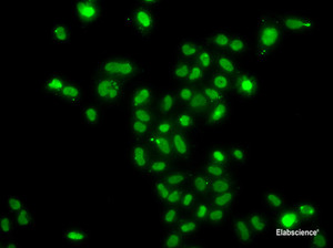 Immunofluorescence analysis of A549 cells using MORF4L2 Polyclonal Antibody