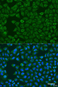 Immunofluorescence analysis of U2OS cells using FMO5 Polyclonal Antibody at dilution of 1:100. Blue: DAPI for nuclear staining.