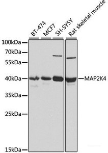 Western blot analysis of extracts of various cell lines using MAP2K4 Polyclonal Antibody at dilution of 1:1000.