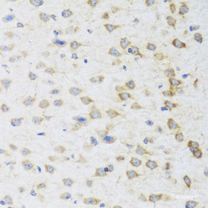 Immunohistochemistry of paraffin-embedded Mouse brain using STRN Polyclonal Antibody at dilution of 1:100 (40x lens) .