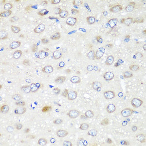 Immunohistochemistry of paraffin-embedded Rat brain using GABARAPL2 Polyclonal Antibody at dilution of 1:200 (40x lens) .
