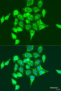 Immunofluorescence analysis of U2OS cells using RASGRP3 Polyclonal Antibody at dilution of 1:100. Blue: DAPI for nuclear staining.