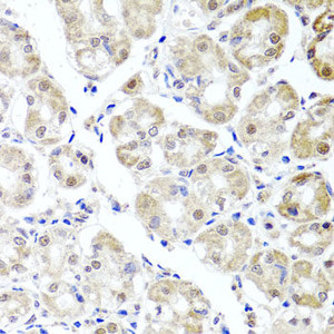 Immunohistochemistry of paraffin-embedded Human stomach using ALKBH4 Polyclonal Antibody at dilution of 1:100 (40x lens) .