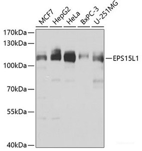 Western blot analysis of extracts of various cell lines using EPS15L1 Polyclonal Antibody at dilution of 1:1000.