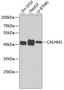 Western blot analysis of extracts of various cell lines using CALHM1 Polyclonal Antibody at dilution of 1:1000.