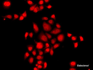 Immunofluorescence analysis of A549 cells using MLF1 Polyclonal Antibody