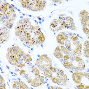 Immunohistochemistry of paraffin-embedded Human stomach using PIP4K2B Polyclonal Antibody at dilution of 1:100 (40x lens) .