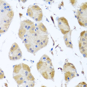Immunohistochemistry of paraffin-embedded Human stomach using MYLK Polyclonal Antibody at dilution of 1:100 (40x lens) .
