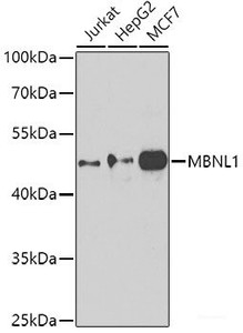 Western blot analysis of extracts of various cell lines using MBNL1 Polyclonal Antibody at dilution of 1:1000.