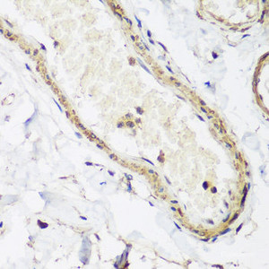 Immunohistochemistry of paraffin-embedded Human colon using CAV3 Polyclonal Antibody at dilution of 1:200 (40x lens) .