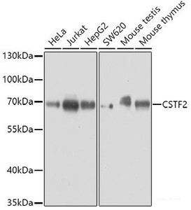Western blot analysis of extracts of various cell lines using CSTF2 Polyclonal Antibody at dilution of 1:3000.