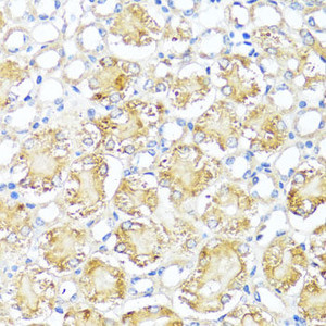 Immunohistochemistry of paraffin-embedded Mouse kidney using MAS1 Polyclonal Antibody at dilution of 1:100 (40x lens) .