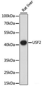 Western blot analysis of extracts of Rat liver using USF2 Polyclonal Antibody at dilution of 1:1000.