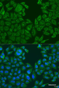 Immunofluorescence analysis of U2OS cells using NLRP2 Polyclonal Antibody at dilution of 1:100. Blue: DAPI for nuclear staining.