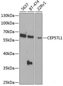 Western blot analysis of extracts of various cell lines using CEP57L1 Polyclonal Antibody at dilution of 1:1000.