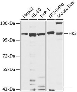 Western blot analysis of extracts of various cell lines using HK3 Polyclonal Antibody at dilution of 1:1000.