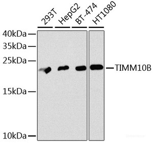 Western blot analysis of extracts of various cell lines using TIMM10B Polyclonal Antibody at dilution of 1:1000.