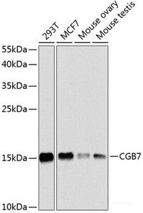 Western blot analysis of extracts of various cell lines using CGB7 Polyclonal Antibody at dilution of 1:1000.